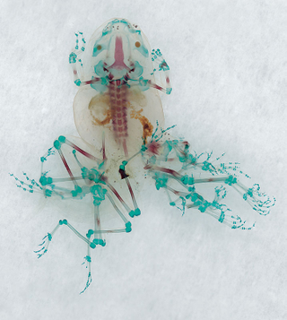 Illustration for article titled These unbelievable monsters with seven legs are actually real frogs